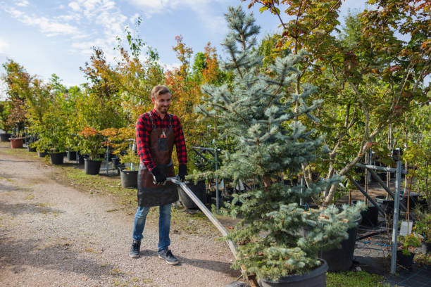 How Our Tree Care Process Works  in Medford Lakes, NJ